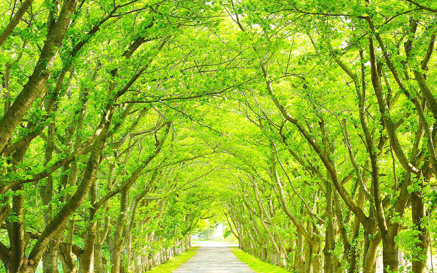 緑に包まれた、まっすぐに続く並木道